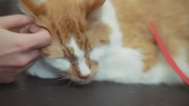 Clinic, Inspection, Pet, Cat by Ami Bornstein – Stock Footage | Artlist