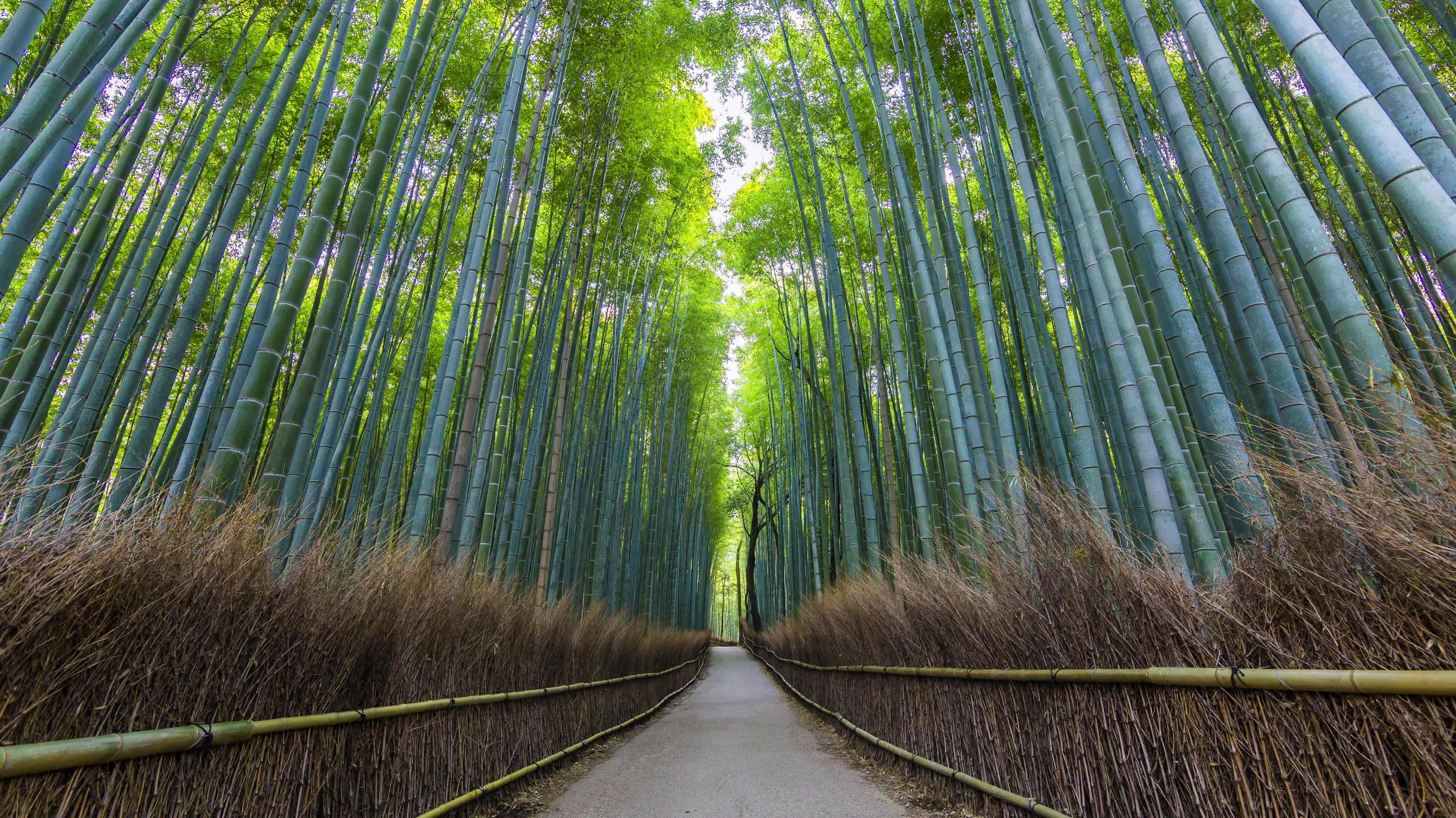 Discover beautiful-japan, a story-driven footage