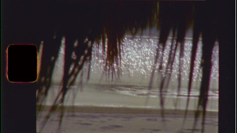A tropical Costa Rican coastline with palm trees and clear water