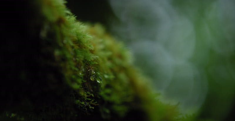close up of moss on a tree branch