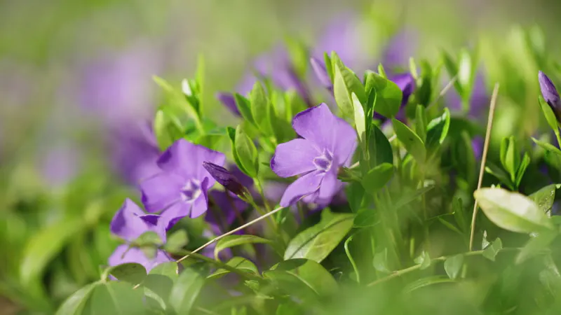 Spring, Dew, Blooming, Meadow by tmnrp – Stock Footage | Artlist
