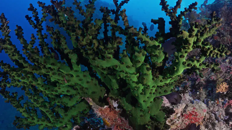 Rocks, Underwater, Moorish Idol, Fish by Gilles Charvet – Stock Footage ...