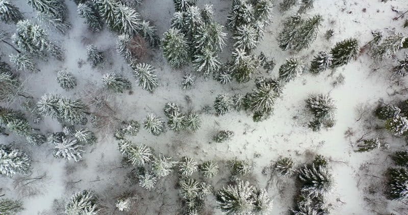 trees covered in snow aerial 