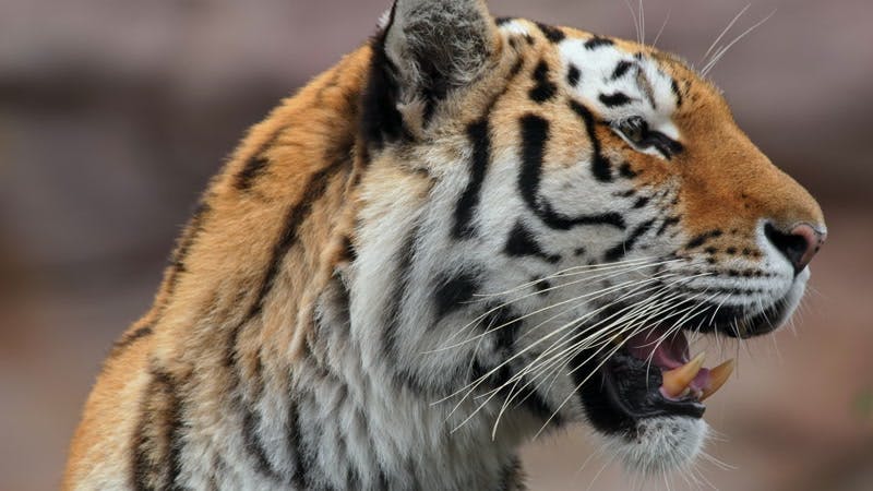 Siberian tiger turning his head with his mouth and jaw open 