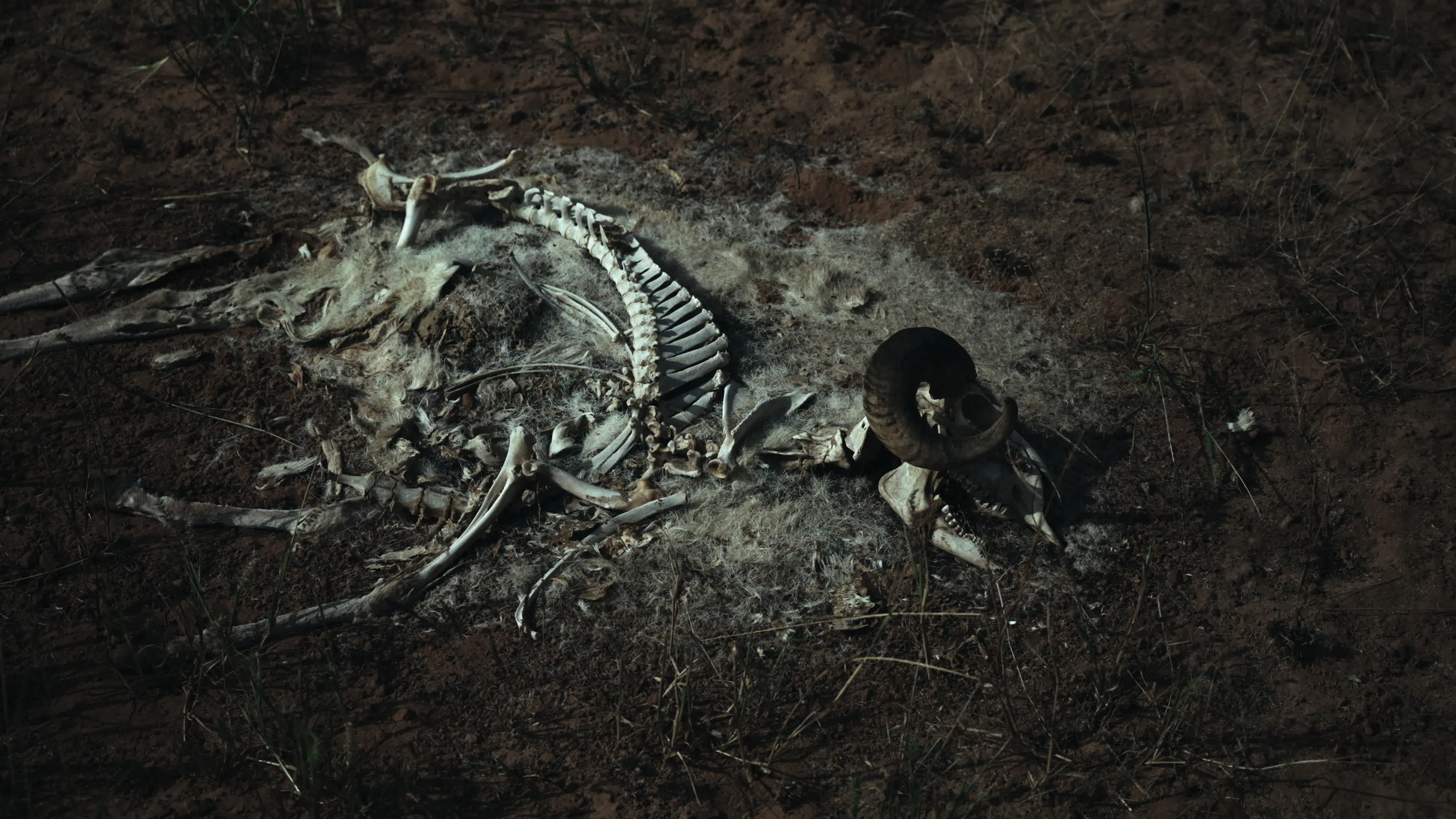 Discover animal-remains, a story-driven footage | Artlist