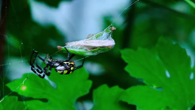 Insect, Grasshopper, Wrapping, Cobweb by Benedikt Pleyer – Stock ...