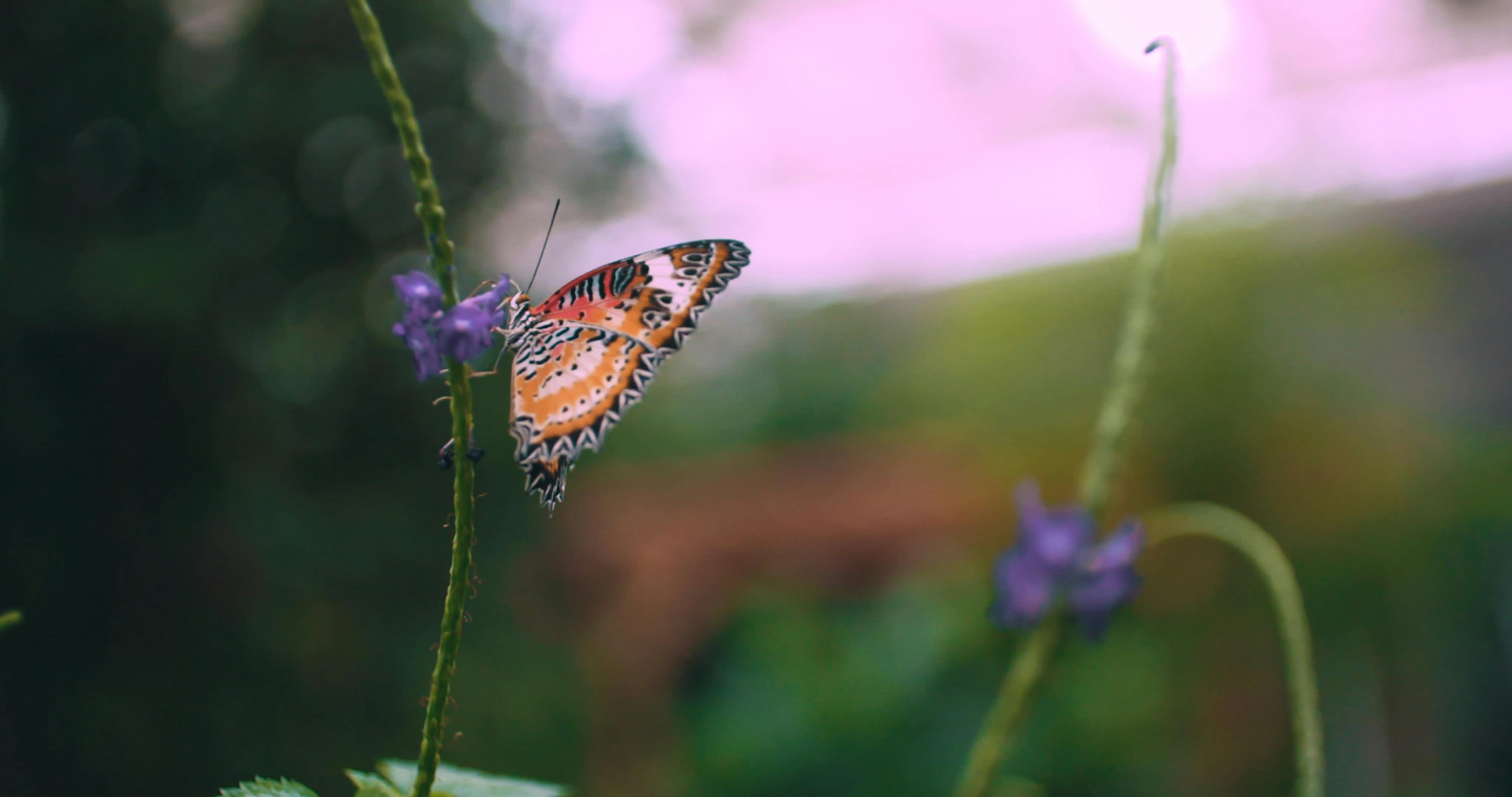 discover-butterfly-house-a-story-driven-footage