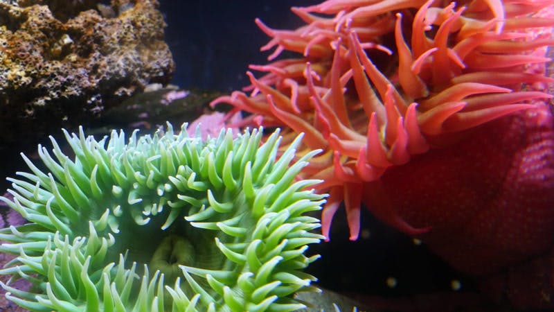 urchin-colorful-aquarium-sea-urchin