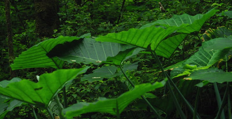 big leaves of plant in green rainforest