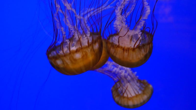 jellyfish-aquarium-sealife-marine