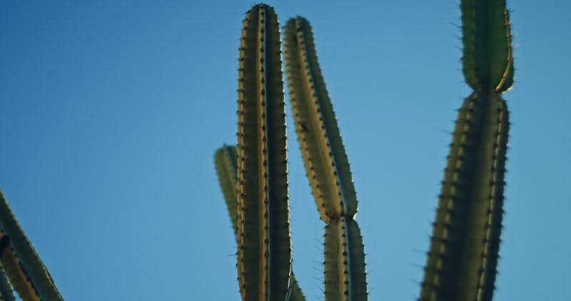 cactus on a sunny day 