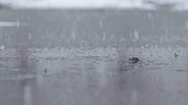 Snow, Raining, Cold, Winter by Escape Routine – Stock Footage | Artlist