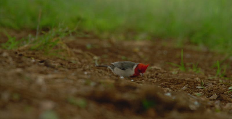 small red bird standing on ground