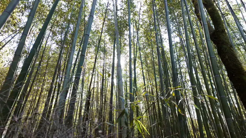 Bamboo, Tree Line, Grove, Leaves by Dominick Anskis – Stock Footage ...