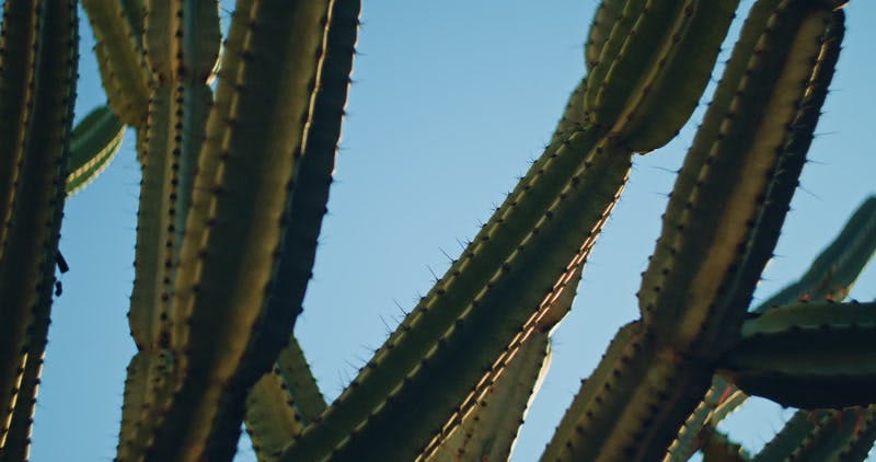 cactus under the blue sky 