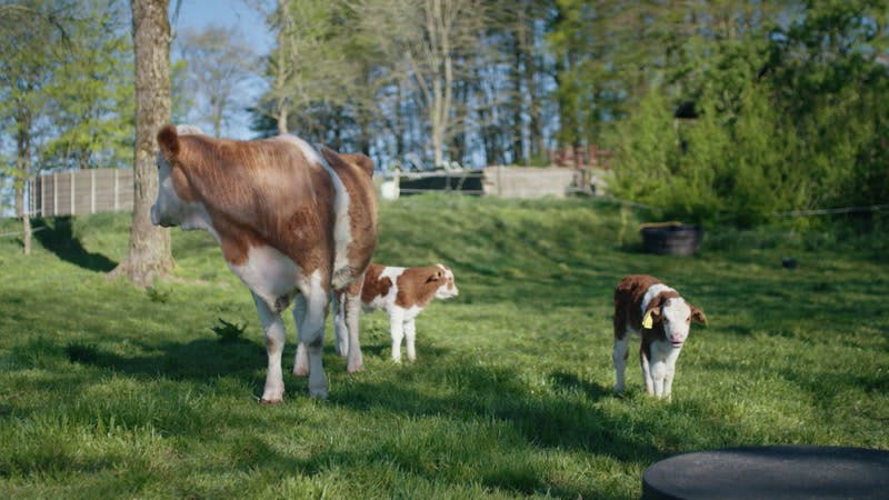 cow and calves grazing on grass outside 
