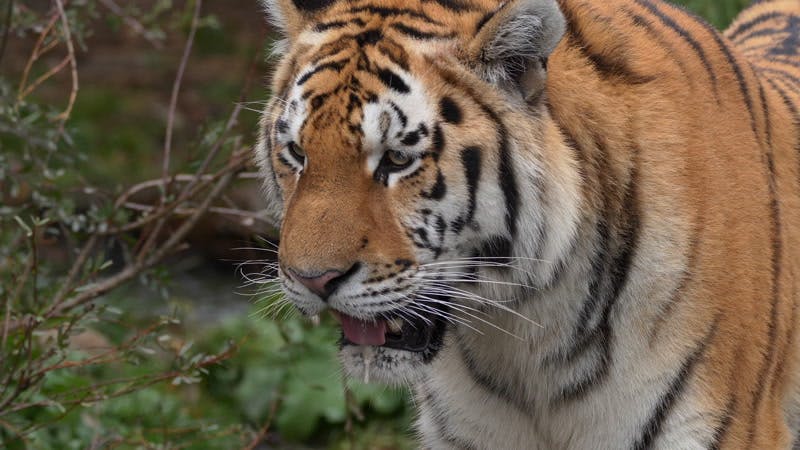 Siberian tiger drinking water  