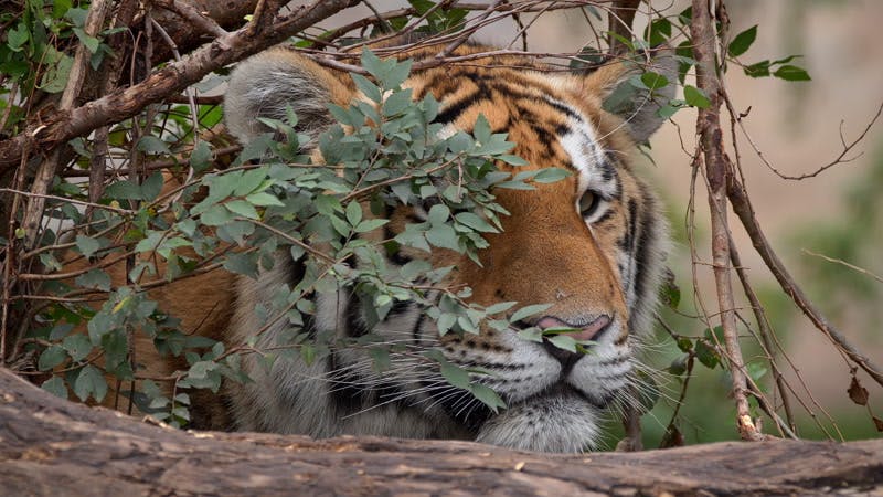 Siberian tiger behind a branch 
