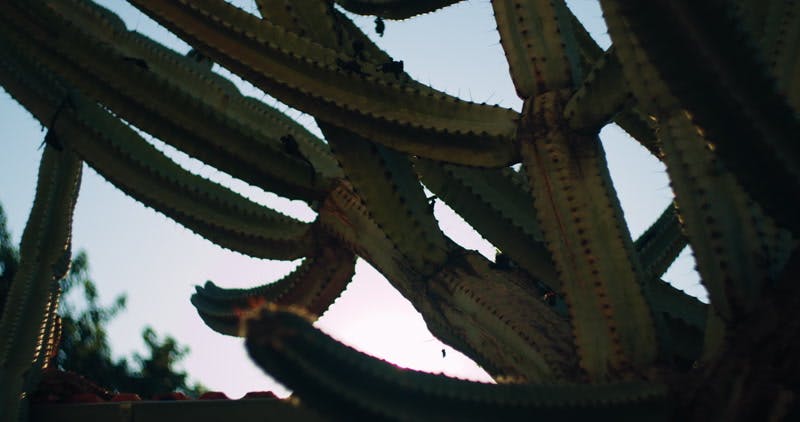 sun shining through the cactus 