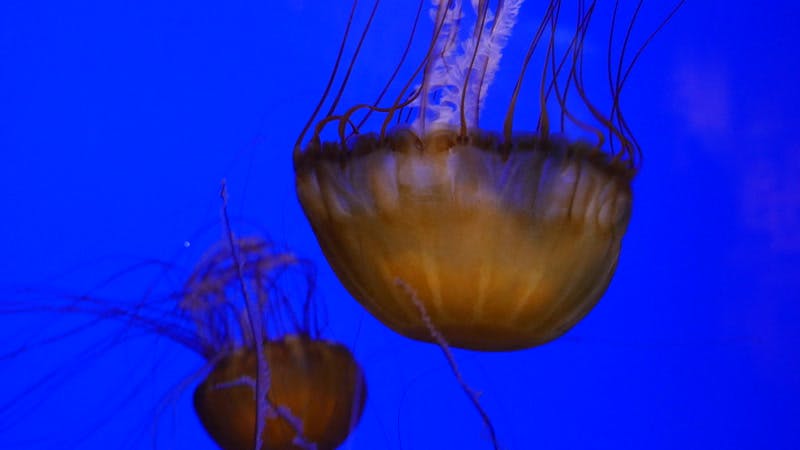 jellyfish-tentacles-aquarium-sealife