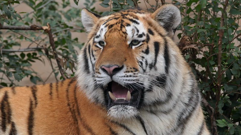 Siberian tiger looking around and then roaring 