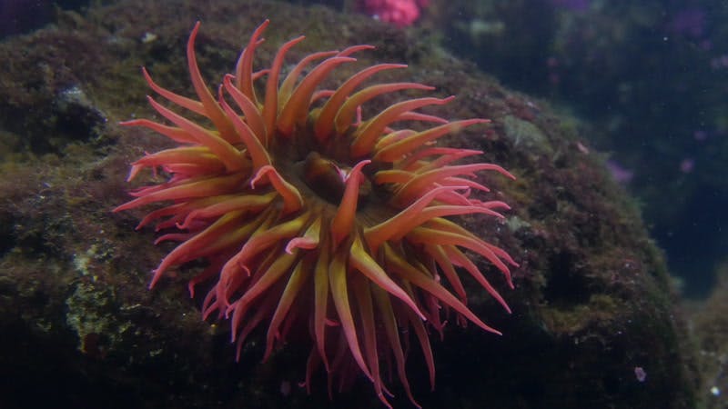 urchin-underwater-aquarium-sea