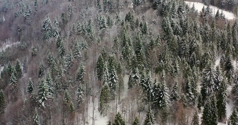 trees in the woods covered in snow aerial 