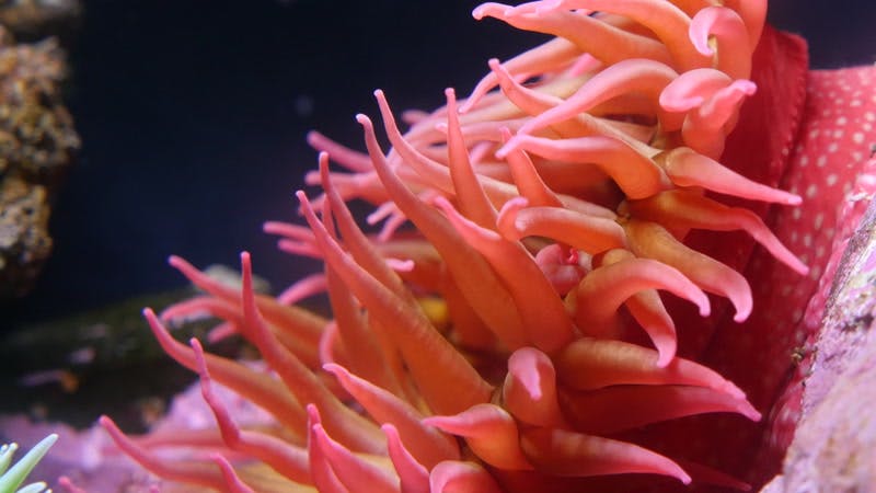 urchin-underwater-aquarium-reef