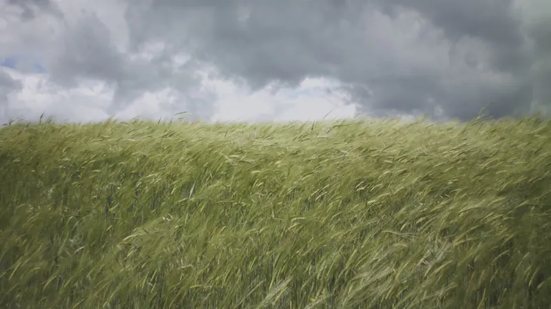 Field, Windy, Growth, Crops by The Makkina – Stock Footage | Artlist