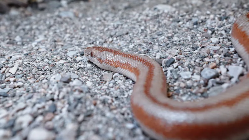 Slithering, Branch, Winding, Reptiles by Escape Routine – Stock Footage ...