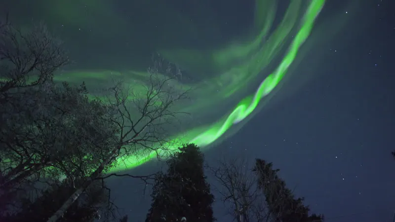 Northern, Trees, Sky, Up-angle by Alexander Kuznetsov – Stock Footage ...