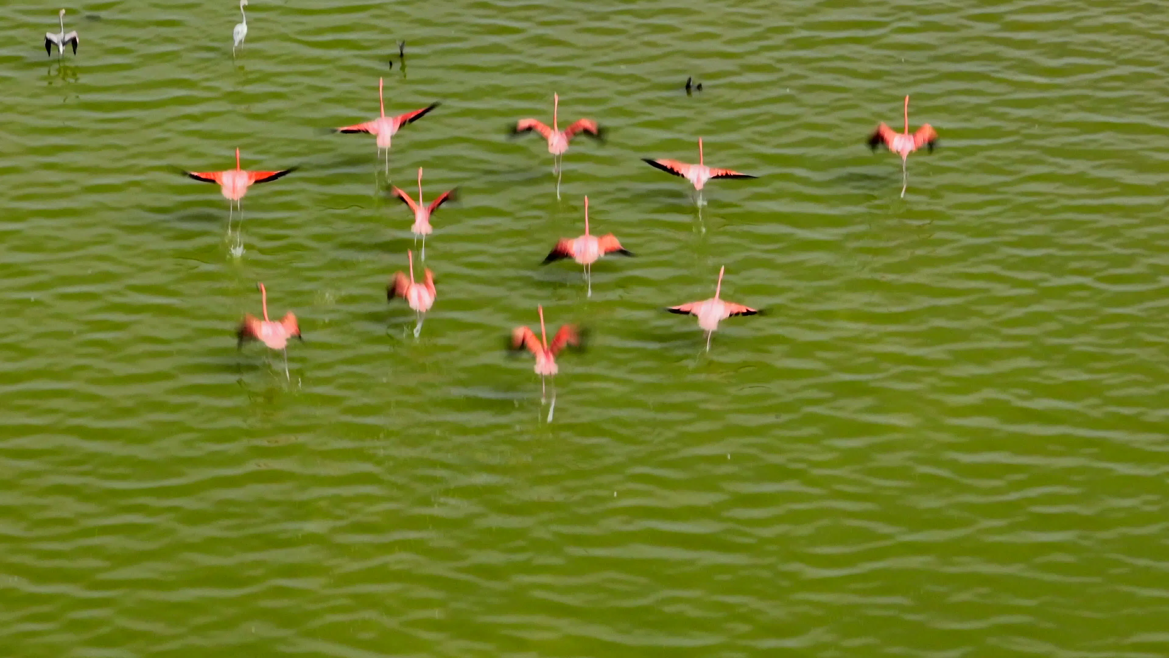 Discover flamingos, a story-driven footage | Artlist