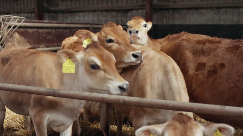 cows with tags on their ears in an enclosure 