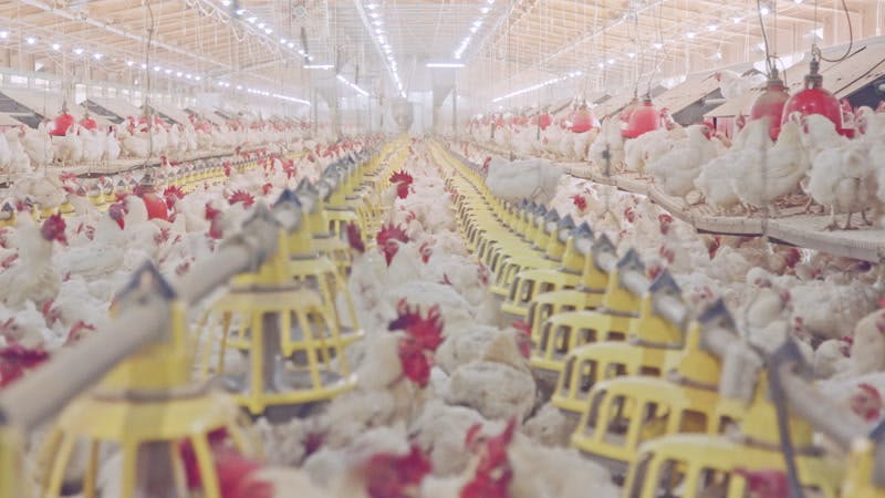 Indoor, Farm, Chicken, Animals by The Stock Studio – Stock Footage