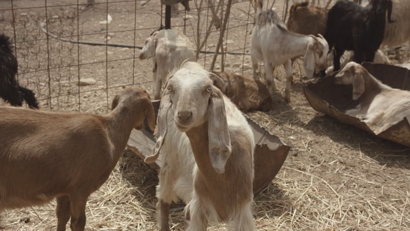 goats chewing and standing in pen