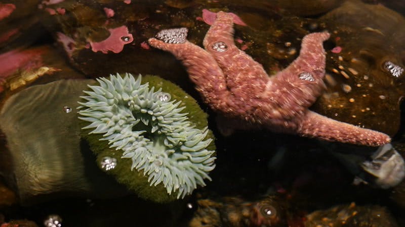 aquarium-starfish-sealife-sea