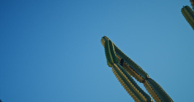 tall cactus under a clear sky 
