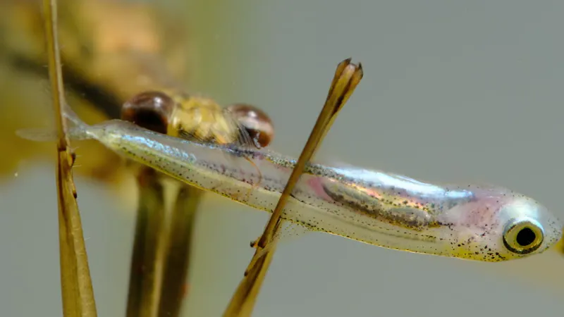Water Stick Insect, Aquarium, Underwater, Eating by Benedikt Pleyer ...