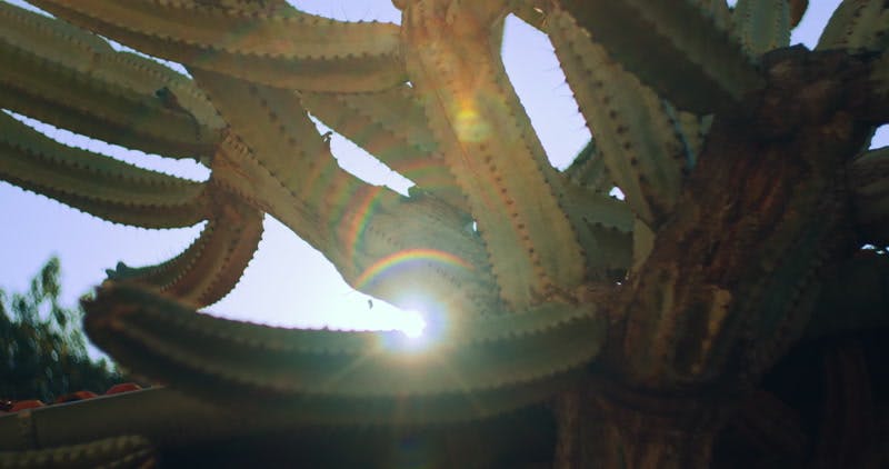 sun shining through a cactus 