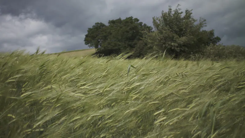 Windy, Growth, Crops, Countryside by The Makkina – Stock Footage | Artlist