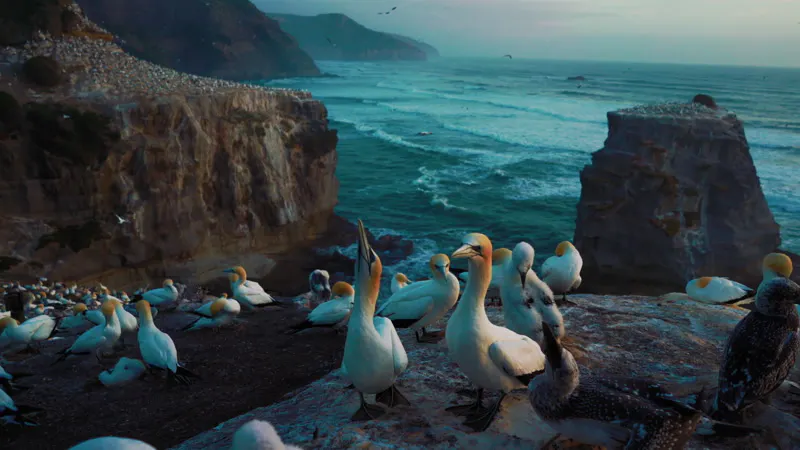 Sea, Ocean, Rocks, Birds by Brandon Li – Stock Footage | Artlist