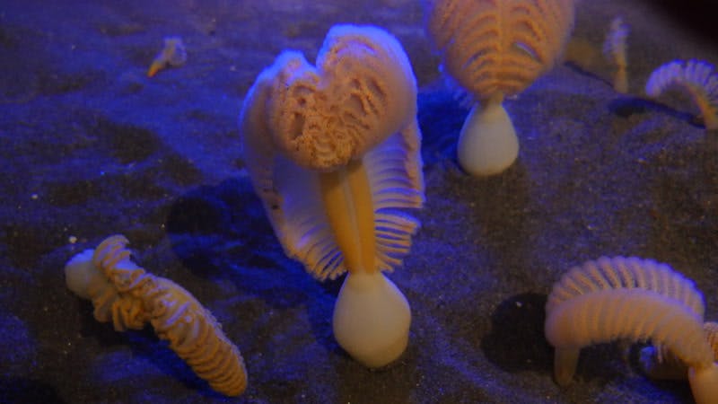 aquarium-sealife-marine-marinelife