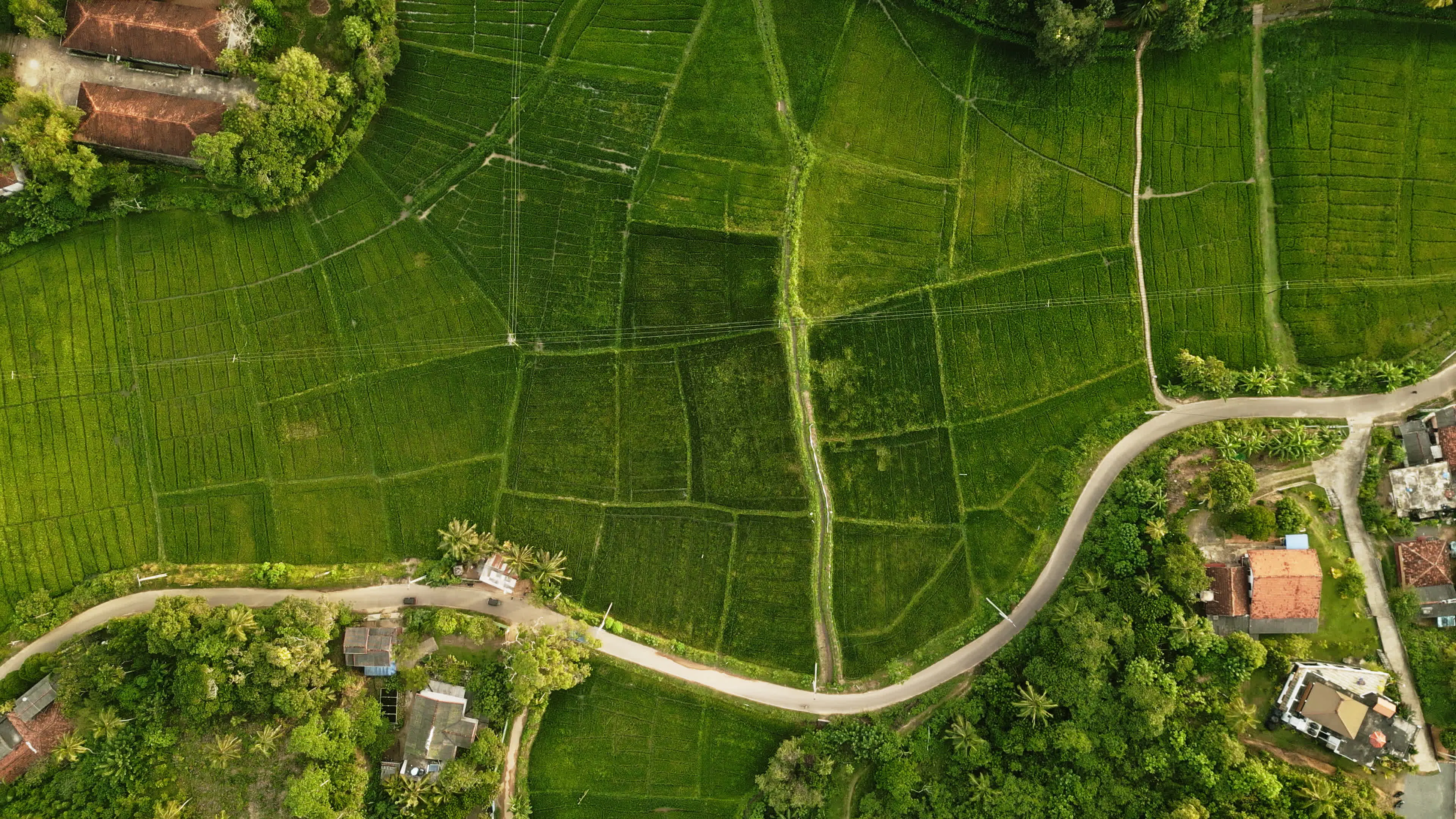 Discover rice-plantations, a story-driven footage | Artlist