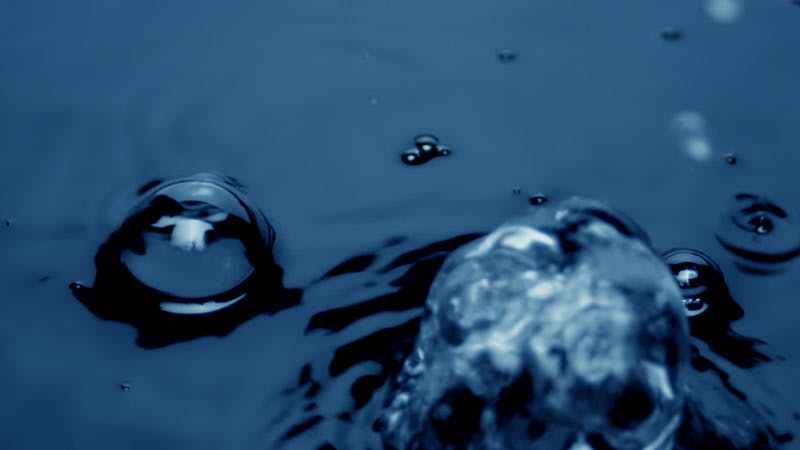 bubbles rising to the surface of water and popping