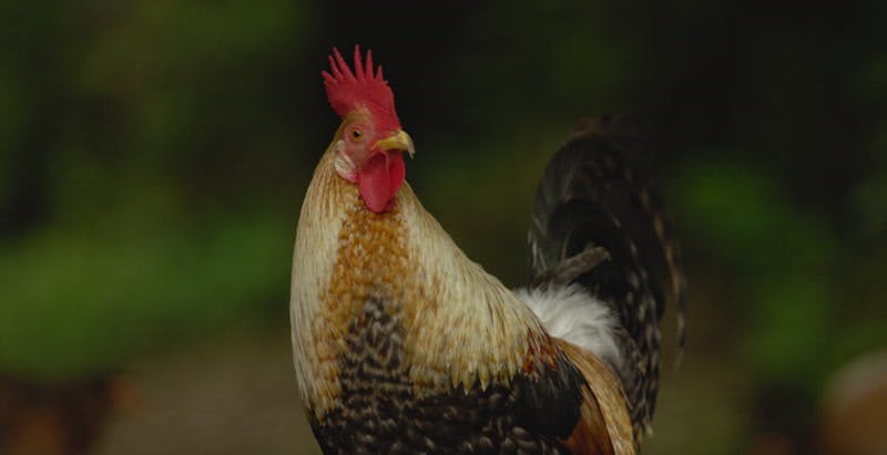 rooster pecking ground by trees