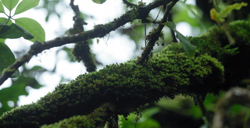 moss covered tree branch in rainforest
