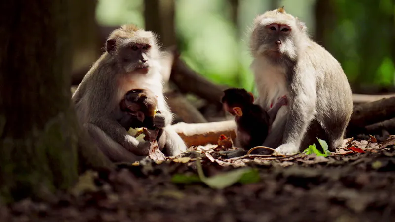 Monkey, Forest, Mammal, Woodland Trees by Alpha Visuals – Stock Footage ...