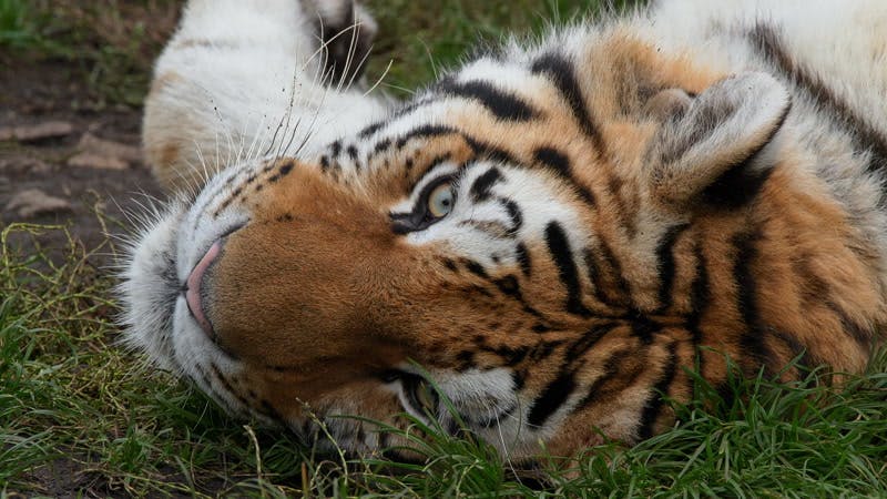 Siberian tiger lying on the grass and turning over 