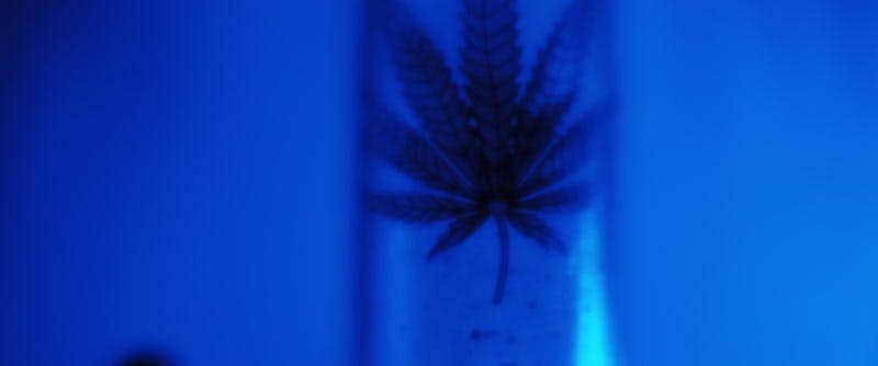 marijuana leaf printed on a bong 