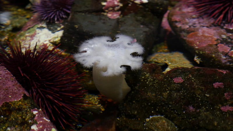 aquarium-underwater-urchin-sea